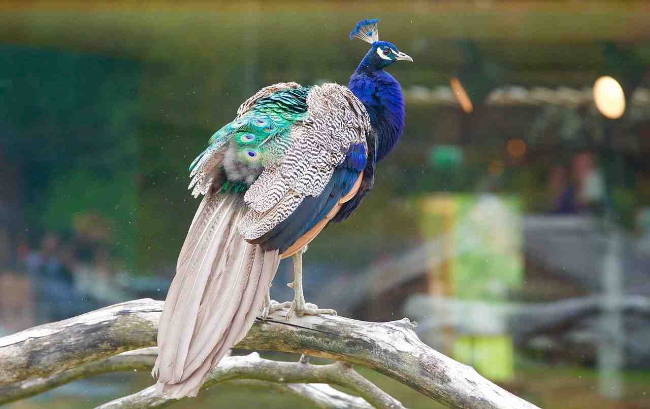 peacock, paon, plume