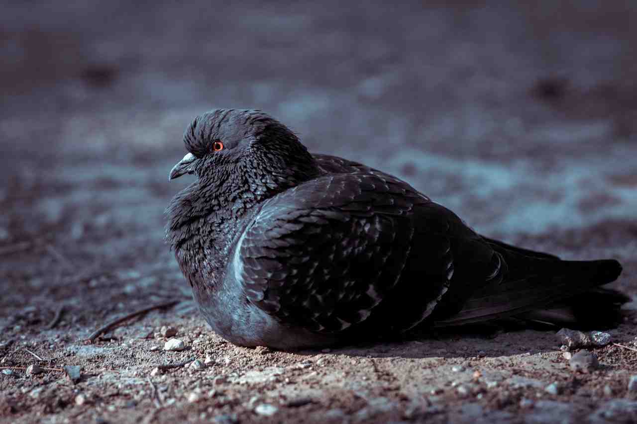 pigeon, oiseau, volatils